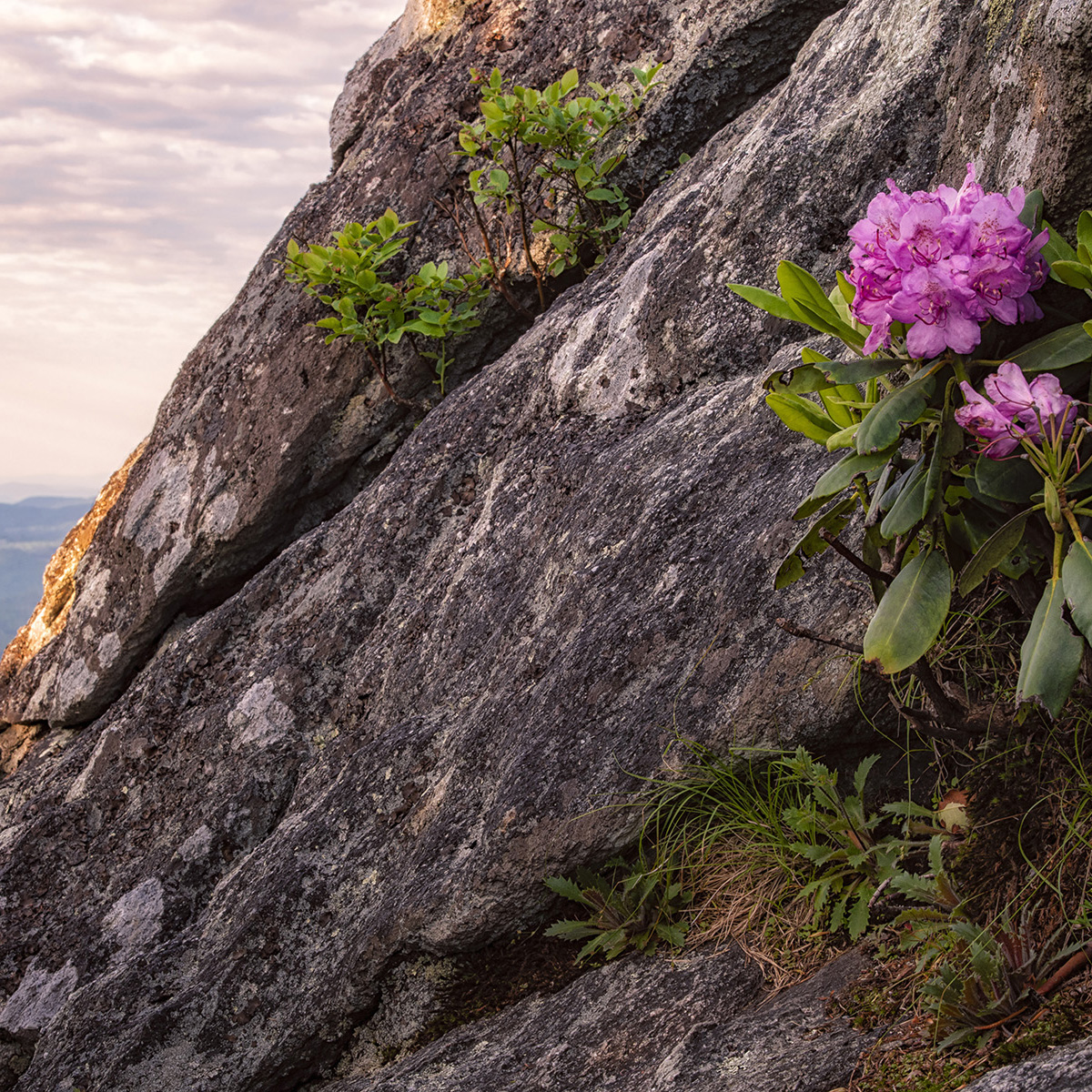 Grandfather Mountain Rhododendron Ramble.jpg